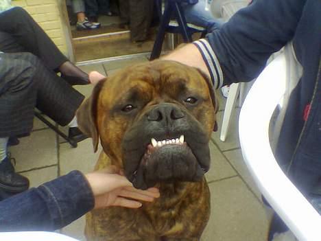 Bullmastiff Hugxi billede 5