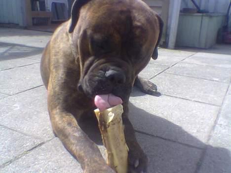 Bullmastiff Hugxi billede 6