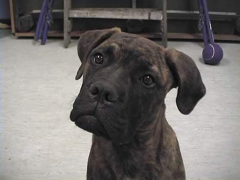 Bullmastiff Hugxi billede 7