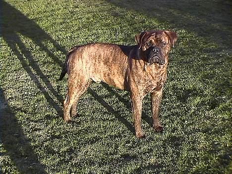 Bullmastiff Hugxi billede 8