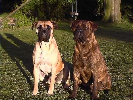 Bullmastiff Hugxi billede 9