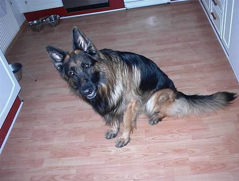 Schæferhund Rex - Rex og hans lille kone Yoko billede 1