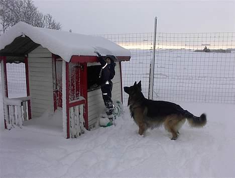 Schæferhund Rex billede 2