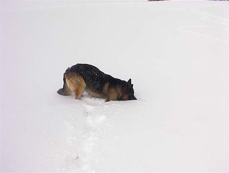 Schæferhund Rex billede 3