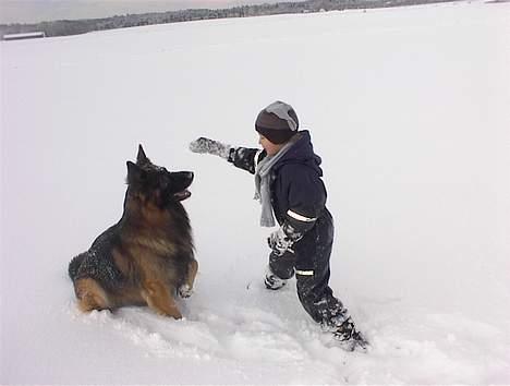Schæferhund Rex billede 4