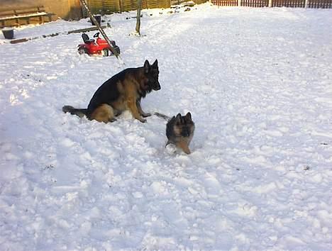 Schæferhund Rex billede 5
