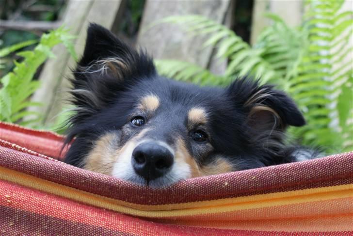 Collie langhåret Lucca   - Davs! Og velkommen til min pofil ;D billede 1