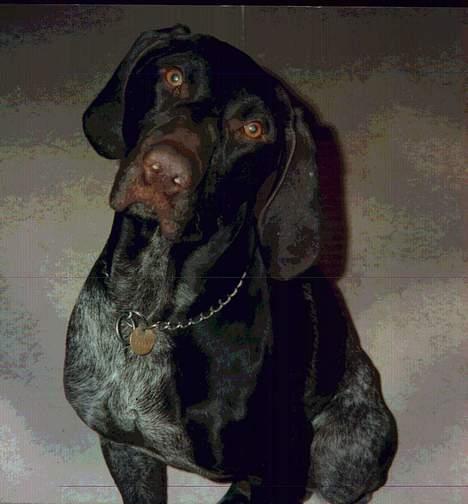 Korthåret hønsehund Seb - he.. hva billede 1