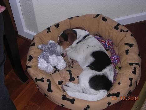 Jack russell terrier Nemo billede 14