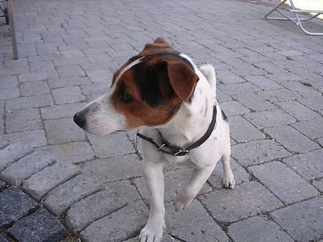 Jack russell terrier Nemo billede 15