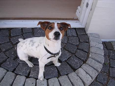 Jack russell terrier Nemo billede 16