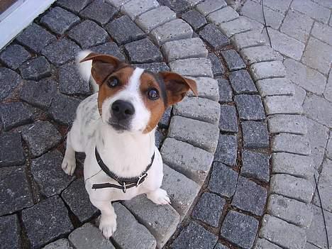 Jack russell terrier Nemo billede 17