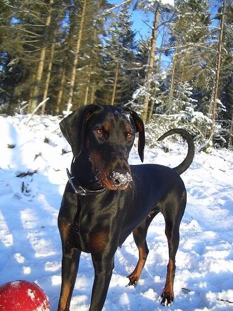 Dobermann Torontos Tess  - sne er godt...  billede 1