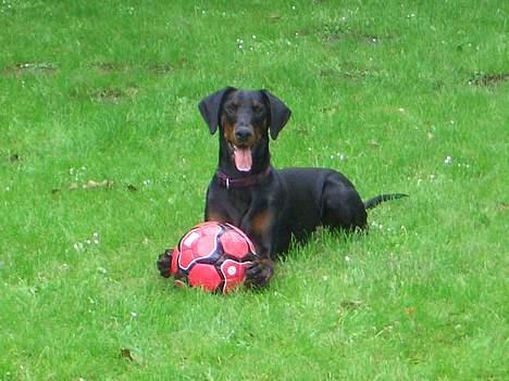 Dobermann Torontos Tess  - Jeg er klar...  billede 2