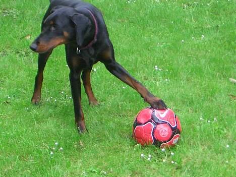 Dobermann Torontos Tess  - hvor er målet... billede 3