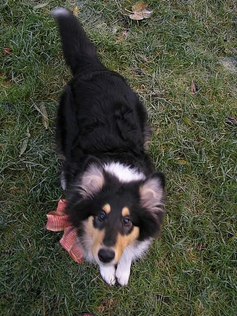 Collie langhåret Lucca   - Skal vi lege?? billede 2