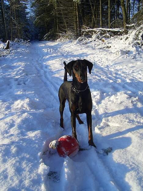 Dobermann Torontos Tess  billede 5