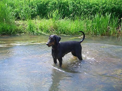 Dobermann Torontos Tess  - verdens dejligste å  billede 6