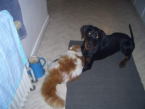 Dobermann Torontos Tess  - Vi leger lige så godt...  billede 7