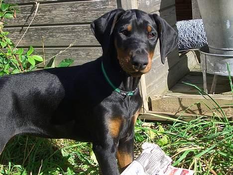 Dobermann Torontos Tess  billede 8