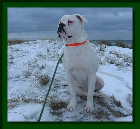 Amerikansk bulldog Østergaard's Mike - Mike på stranden  billede 9