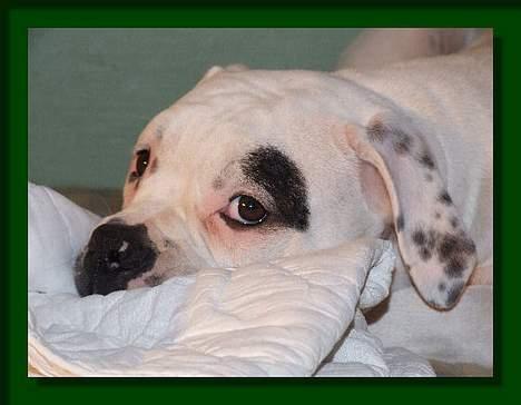 Amerikansk bulldog Barkentin's Anja - Gad vide, hvad hun pønser på billede 9