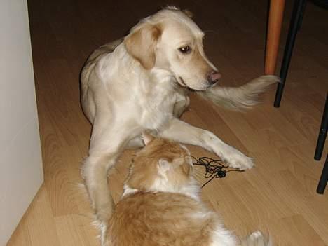 Blanding af racer Freja - den kat fylder altid det hele billede 9