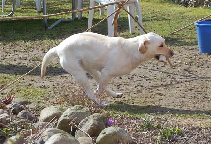 Labrador retriever Siff - R.I.P.  - Forår 07  billede 10