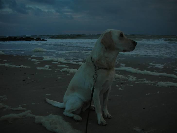 Labrador retriever Siff - R.I.P.  - Juli 07 billede 11