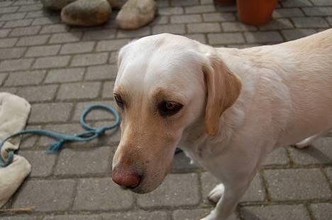 Labrador retriever Siff - R.I.P.  - Forår 07  billede 12