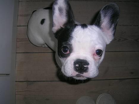 Fransk bulldog Anton - En legesyg lille buller billede 1