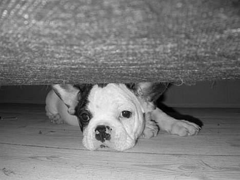 Fransk bulldog Anton - Første dag i Antons nye hjem - under sofaen billede 2