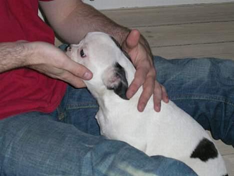 Fransk bulldog Anton billede 3