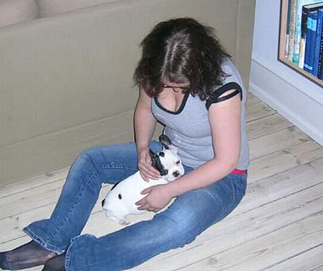 Fransk bulldog Anton billede 4