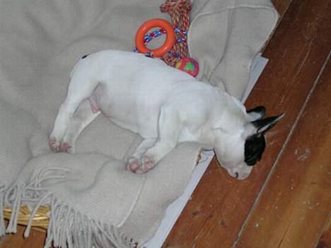 Fransk bulldog Anton billede 5