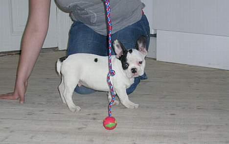 Fransk bulldog Anton billede 6