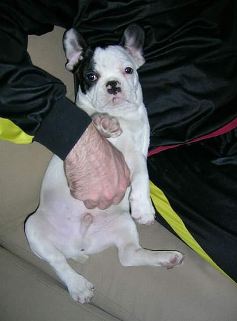 Fransk bulldog Anton billede 7