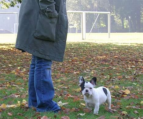 Fransk bulldog Anton billede 8