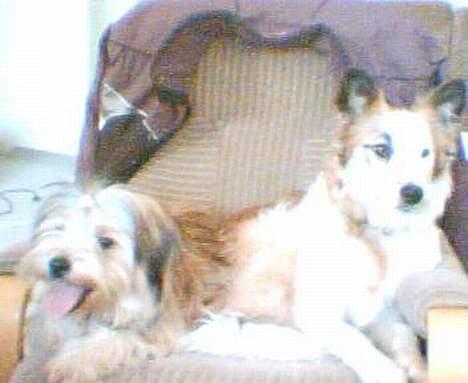 Blanding af racer Nikki *død* billede 6