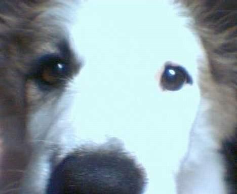 Blanding af racer Nikki *død* billede 7