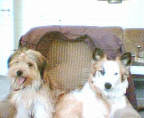 Blanding af racer Nikki *død* billede 8