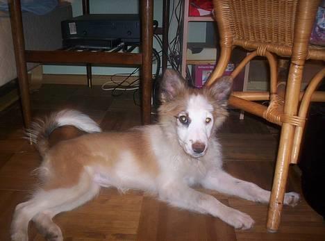 Blanding af racer Nikki *død* billede 9