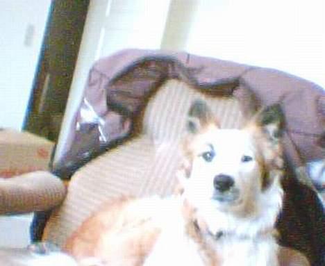 Blanding af racer Nikki *død* billede 10