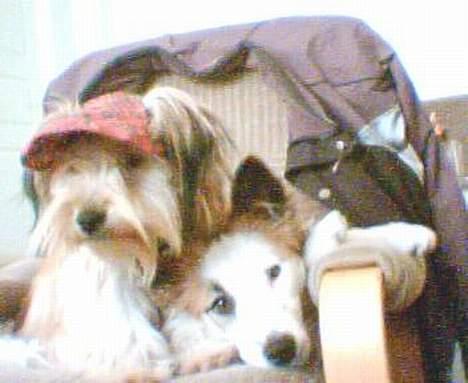 Blanding af racer Nikki *død* billede 12