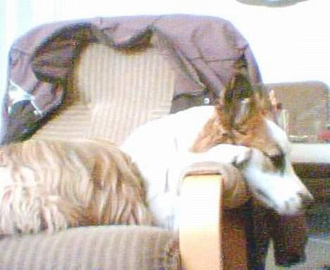 Blanding af racer Nikki *død* billede 13