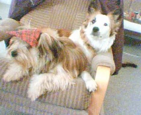 Blanding af racer Nikki *død* billede 14