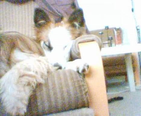 Blanding af racer Nikki *død* billede 15