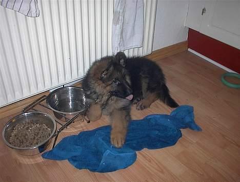 Schæferhund yoko billede 1