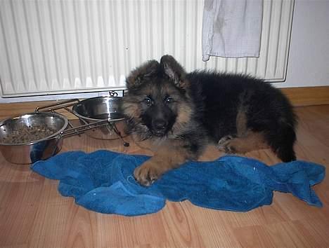 Schæferhund yoko billede 2