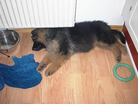 Schæferhund yoko billede 3